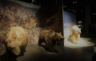 Espèce d'ours Muséum